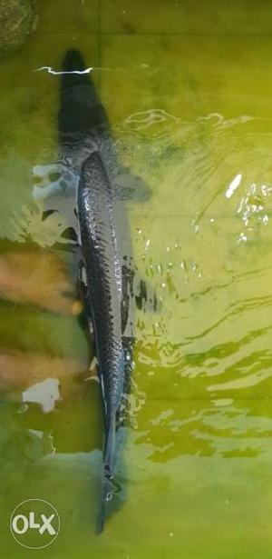 Gar fish of lenth 75 cm