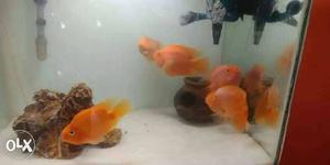 Gold Fish In Bengaluru