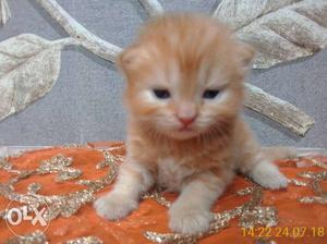Golden colour Punch face Persian kitten sale all
