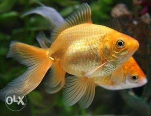 Goldfish 15/- Rupee per fish (2-3 inches big fish) for