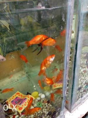 Goldfish 4pairs