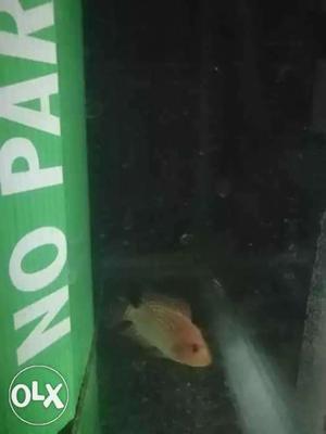 Good quality flowerhorn gb