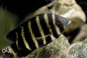Green Hornet Cichlid... 1.5 Inc fixed price