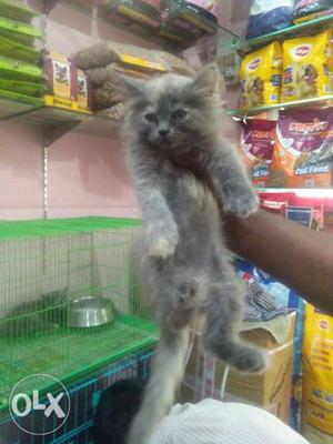 Grey Cat In Agra