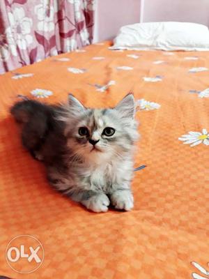 Grey stripes female persian kitten