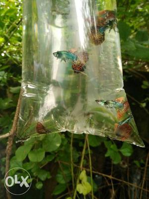 Guppy for sale pair 300 elephanter Guppy's in