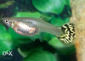 Guppy pair 80