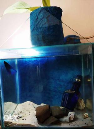 HOME SHAPE fish tank with Betta