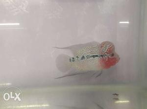 High Quality Flowerhorn with excellent hump for