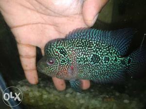 High quality pearly spotted kml flowerhorn