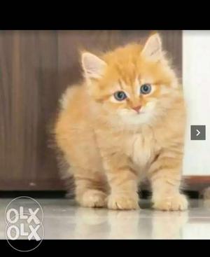 I have 1 male golden persian kitten 50 days very