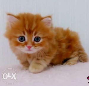 I want doll face n orange colour persian kitten at