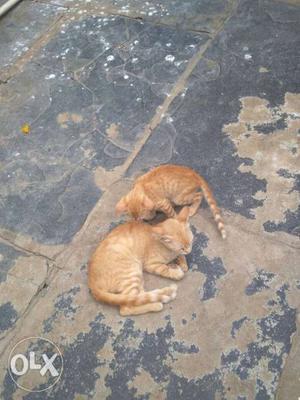 I want to give my cats
