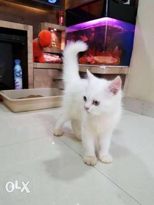 I want to sell my 3 months old pure white persian male