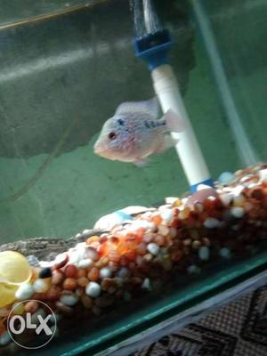 I want to sell my baby flowerhorn fish which is