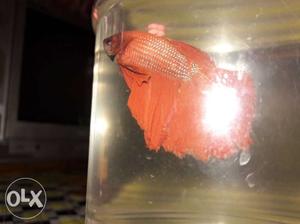 Imported full red Betta fish