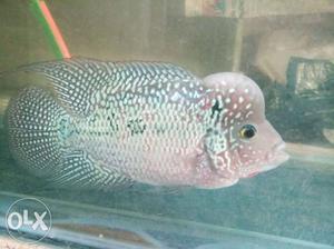 Inported Pearly Kamfa Flowerhorn For Sale