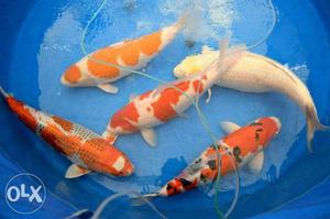 Japanese koi fish sale
