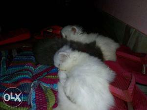 Kittens for sale pure quality Persian kittens