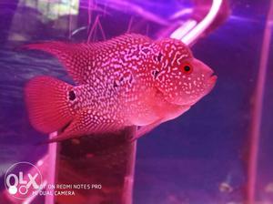 Kml × srd flowerhorn