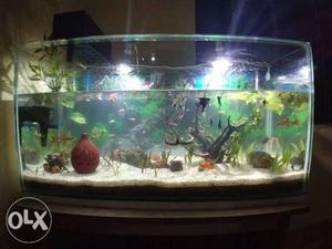 Live plant aquarium 36feet×12 inch×18,with all