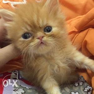 Long-coated Orange Tabby Kitten