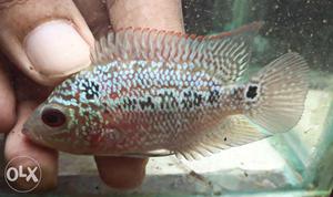 Magma Flowerhorn babies available. Size 2inch