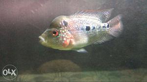 Magma flowerhorn with hump