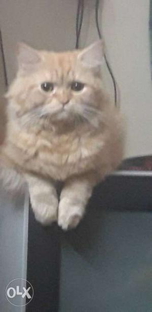 Male Persian Cat 10mths Old...price Is Fixed