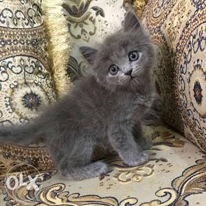 Medium-haired Gray Kitten