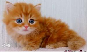 Need persian kitten with blue eyes