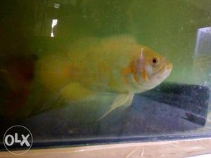 OSCAR fish 6+" Length 2.5+" inches