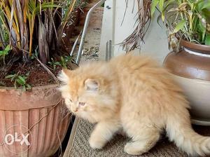 Orange Exotic Shorthair Cat