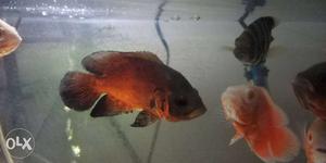 Oscar red chilli 4" size 900/pair