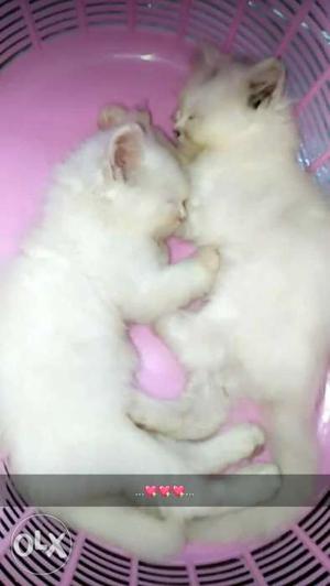 Persian Kittens Available Male Female