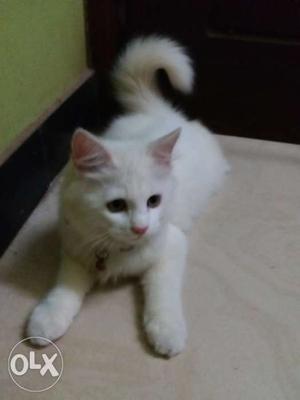 Persian cat for sale. 3 or 4 months old. urgent