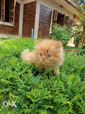 Persian cat for sale Urgent pure breed