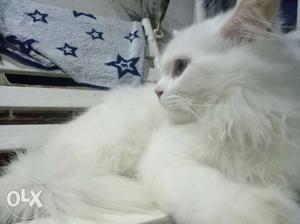 Persian kitten male 3.5 months old