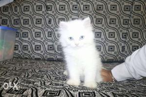 Persian kitten, punch face. White colour.