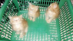 Persian kittens for sell 2 months old very