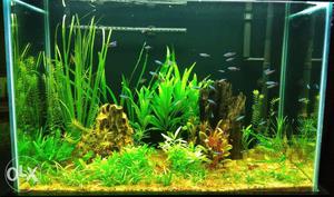 Planted Fish Tank