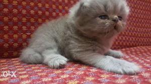 Punch face exotic long hair russian blue female kitten