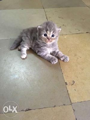 Pure persian Kitten