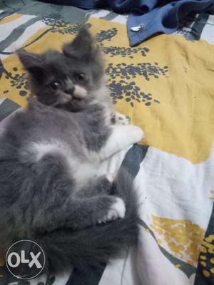 Pure persian female kitten 2months.. only