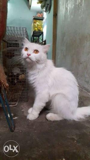 Pure white doll face female Persia cat for sale