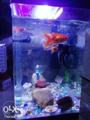 Purple Important Fish Tank 4mnths old Wit New SOBO Filter