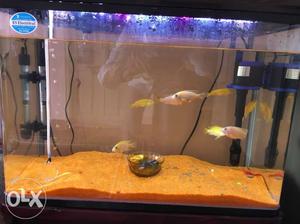 RS 600B Imported Fish tank 2ft with all accessories