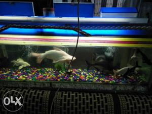 Rectangular Blue Framed Fish Tank