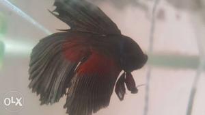 Red And Black Betta Fish