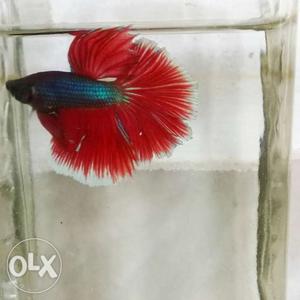 Red And green Betta Fish